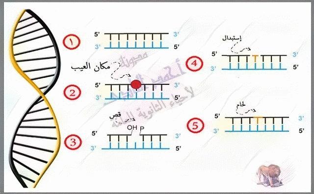 D:\قولدر البرامج 1\ama\ptjtmp\إصلاح عيوب الـحمض النووى dna - إنزيمات الإصلاح - إنزيمات الربط     11.gif