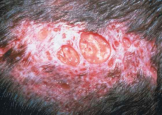 Sterile panniculitis with ulcers and nodules in a 9-year-old castrated English Springer Spaniel