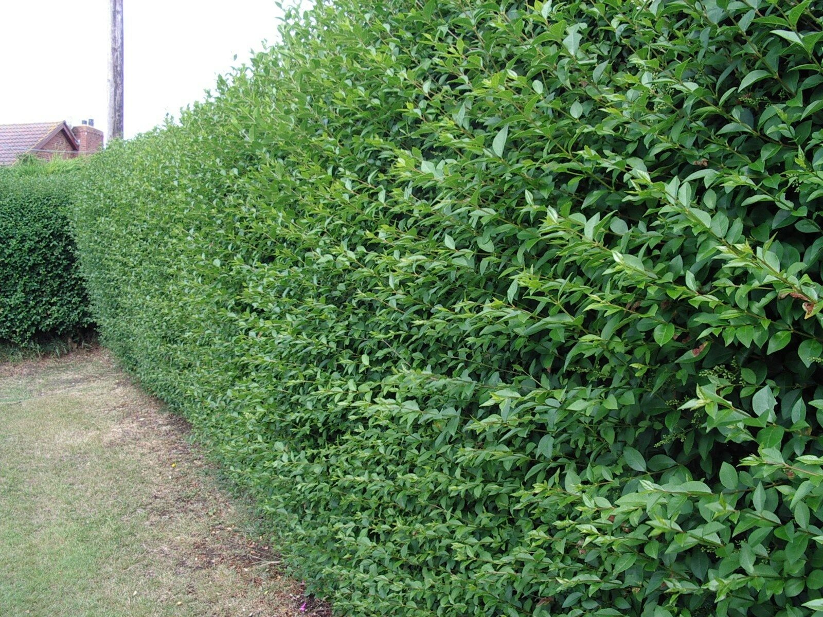 tanaman semak privet