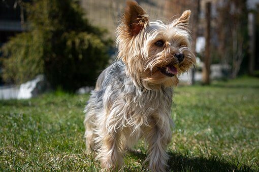 Why Is My Yorkies Hair Not Growing?
