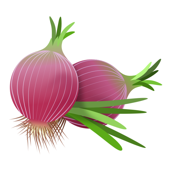 Onion graphic