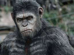 Image result for ape