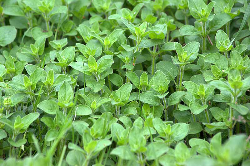 How do you control the spread of oregano