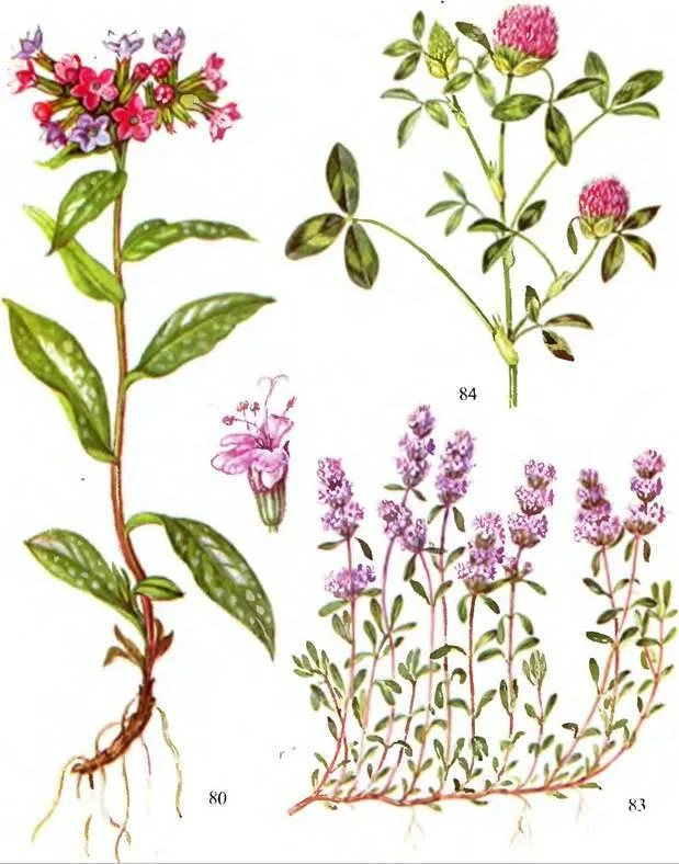 D:\0 wd yedek\acr yedek\1 film indirme\sovremennaya_fitoterapiya_dosyalar\image168.jpg