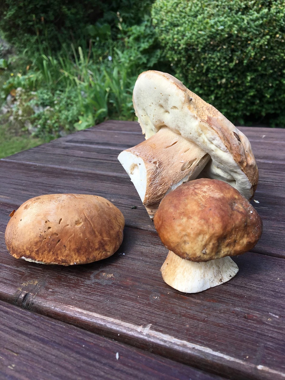 Finluden stensopp Boletus reticulatus