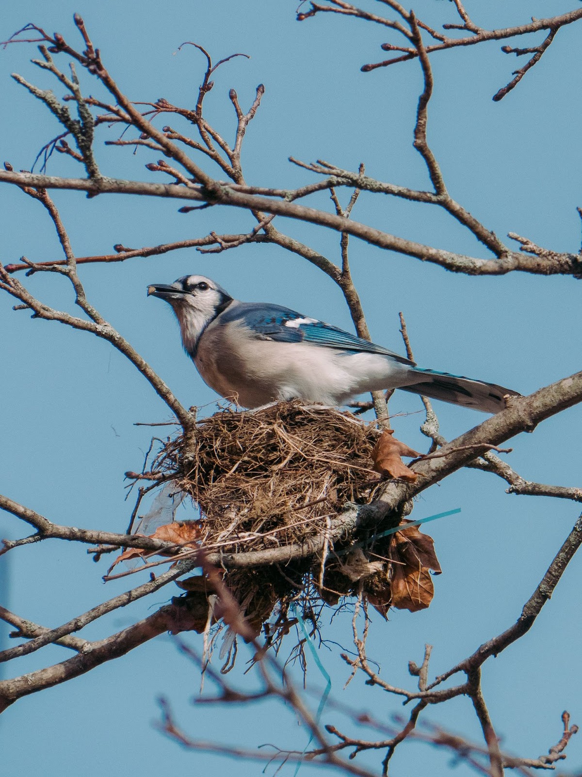 Blue Jays: Nest Builders in the Treetops