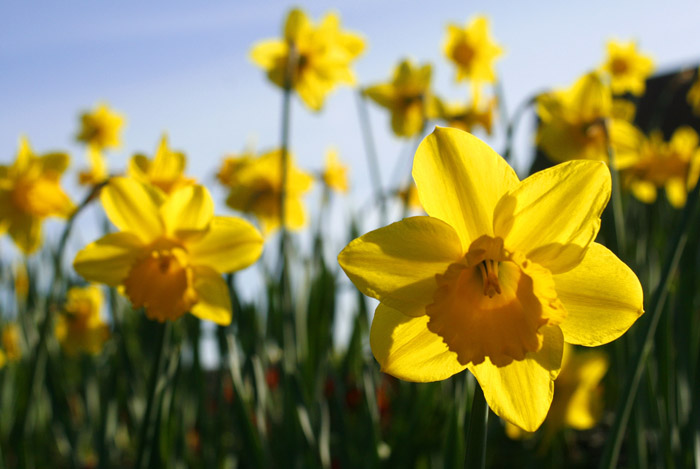 Spring_daffodils.jpg