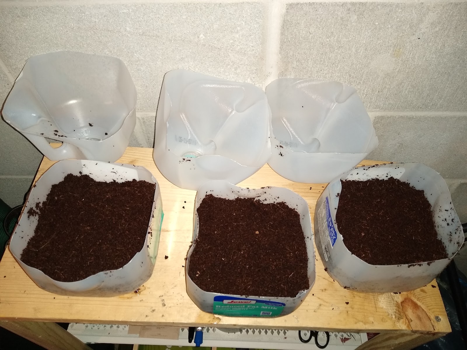 winter sowing milk jugs with soil