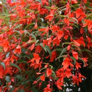 Image result for begonia summerwings orange