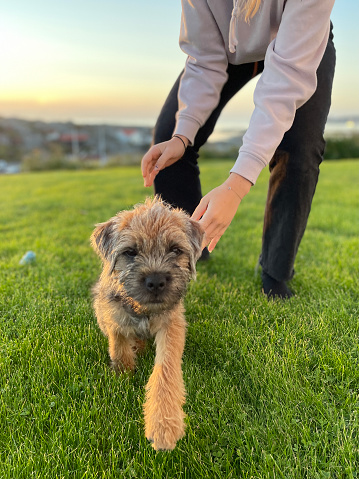 how to potty train border terrier