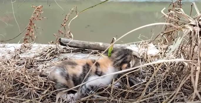 Isolated and scared, the tiny kitten huddled in the arid soil, anticipating assistance from its mother.