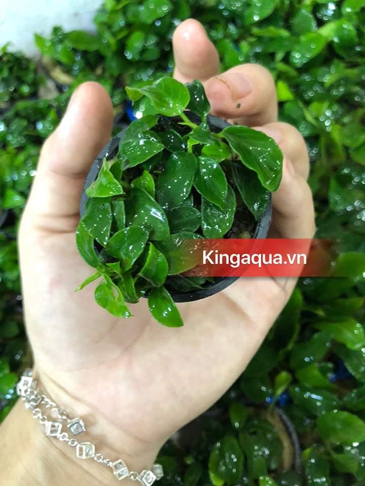 Cây thủy sinh ráy nana