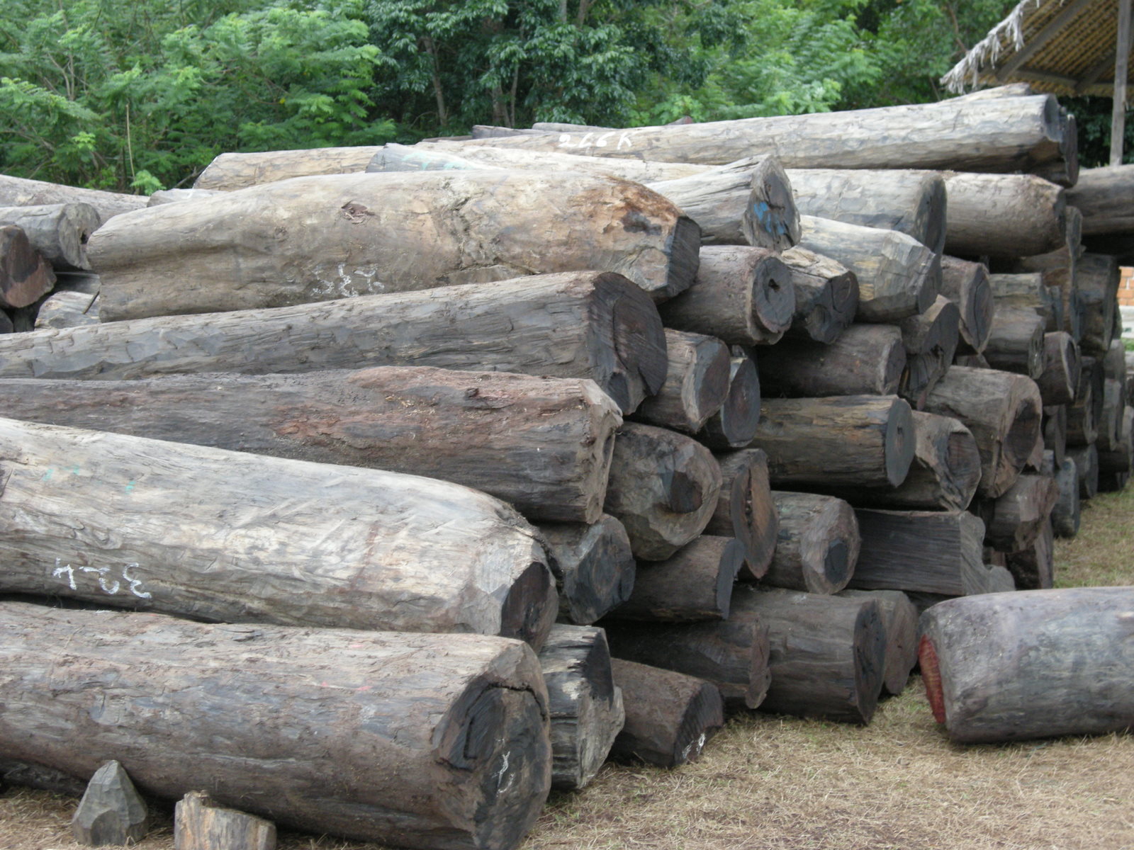 Description: Illegal_rosewood_stockpiles_004.jpg