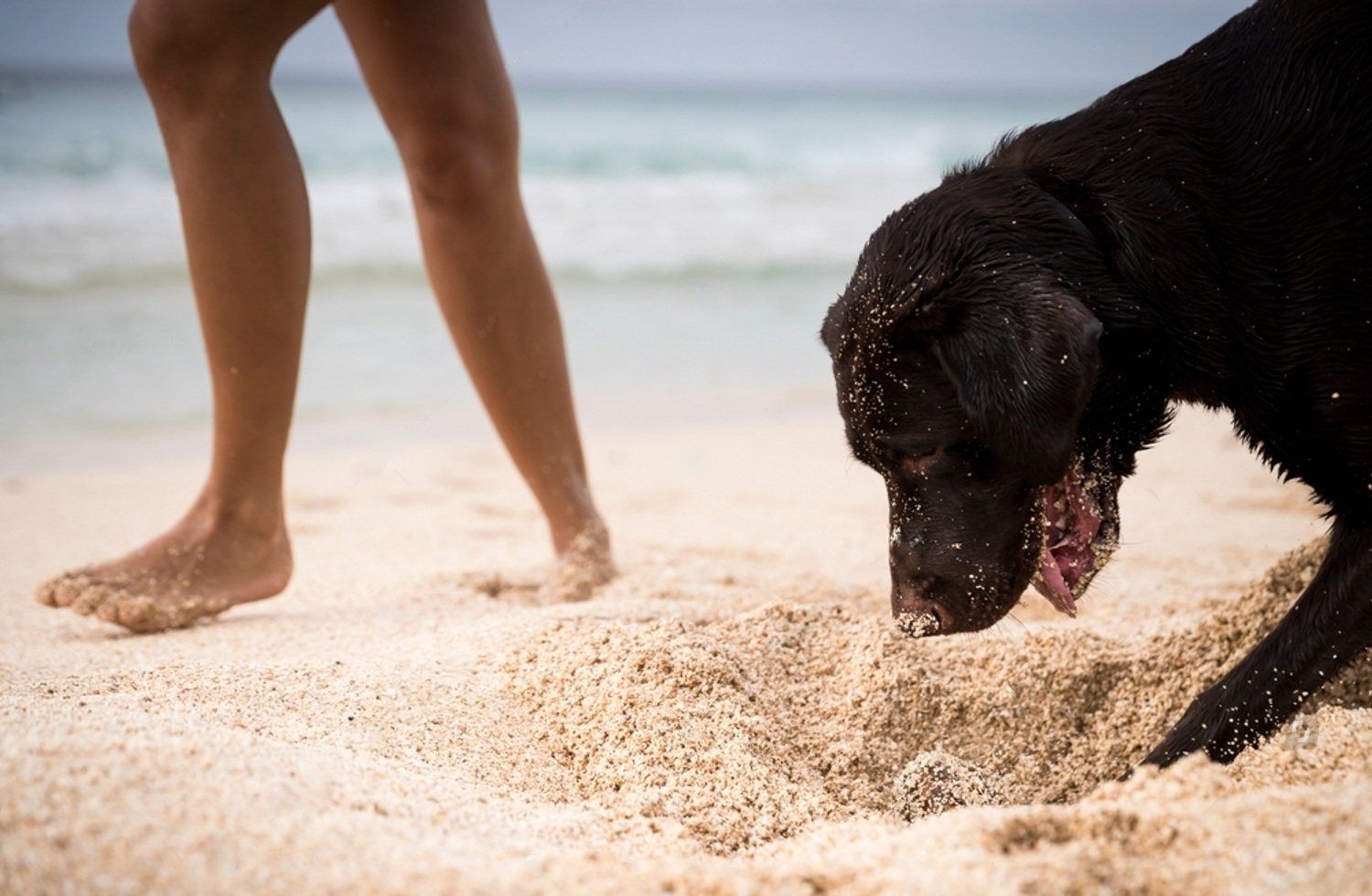 How To Stop A Dog From Digging 3 5AMnE8nm95KNgMaa7v5jYh8J2Z6NTHTCuwwWK16hB9Lo7d90imx6zZOvt4GW7WS5J2zoP9Kduebhx68M