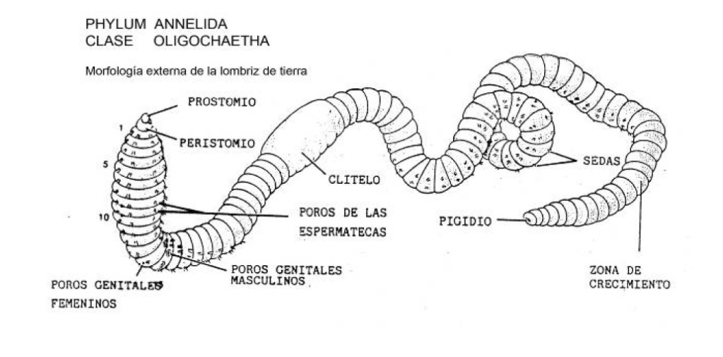 lombrizcomn-1.jpg