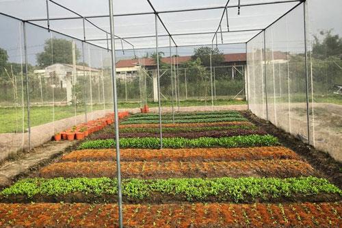 Lý Do mô hình nhà lưới nông nghiệp trồng rau lại lại ngày càng đc ưa chuộng?
