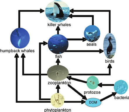 Marine food web with the classical food chain of phytoplankton ...