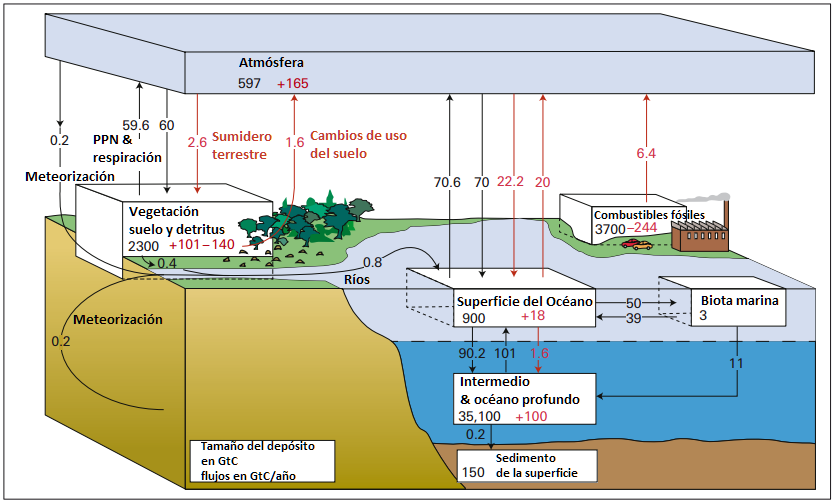 ciclo global de carbono.png