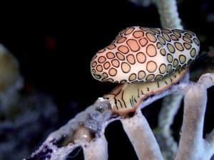 Topside shot of Cozumel flamingo tongue sea snail laying eggs and showing much of its mantle and skirt anatomy. Original photo by author. 