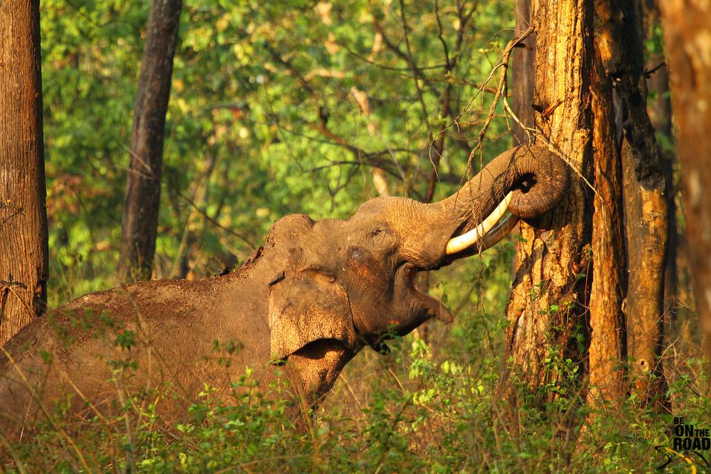 File:Elephant in Kabini, Nagarhole National Park Karnataka India.jpg -  Wikimedia Commons