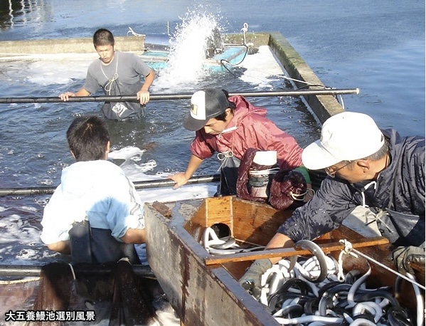 うなぎ（鰻）通販 - 魚介類・シーフード