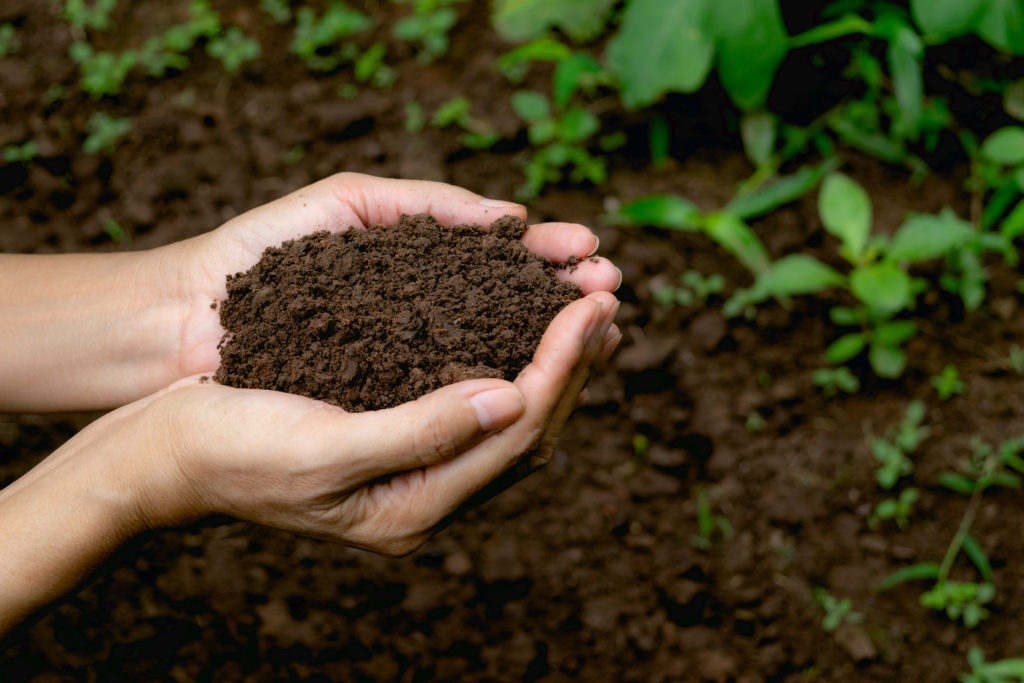 Do tomato plants like acidic soil