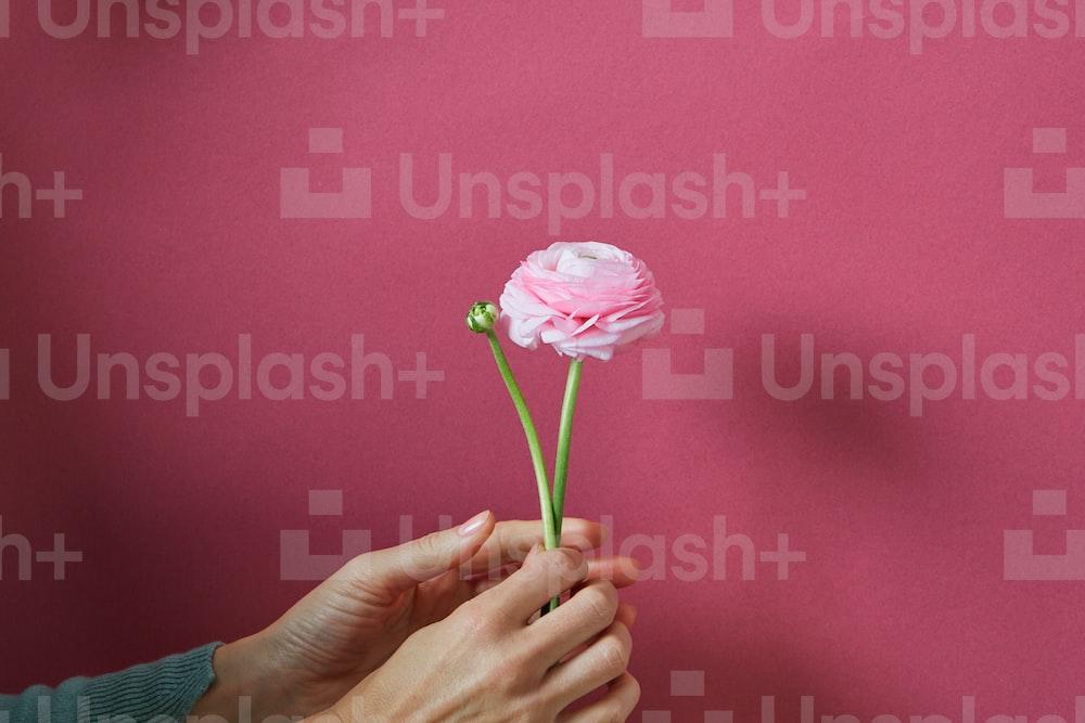 a hand holding a small pink flower