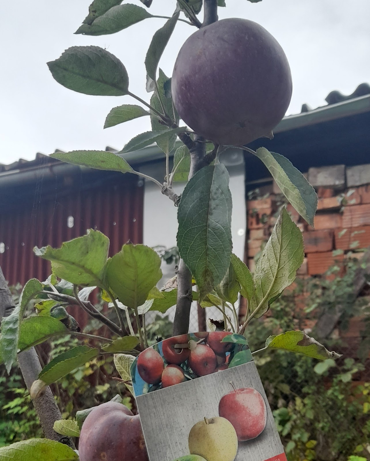 Young apple tree with apples.
