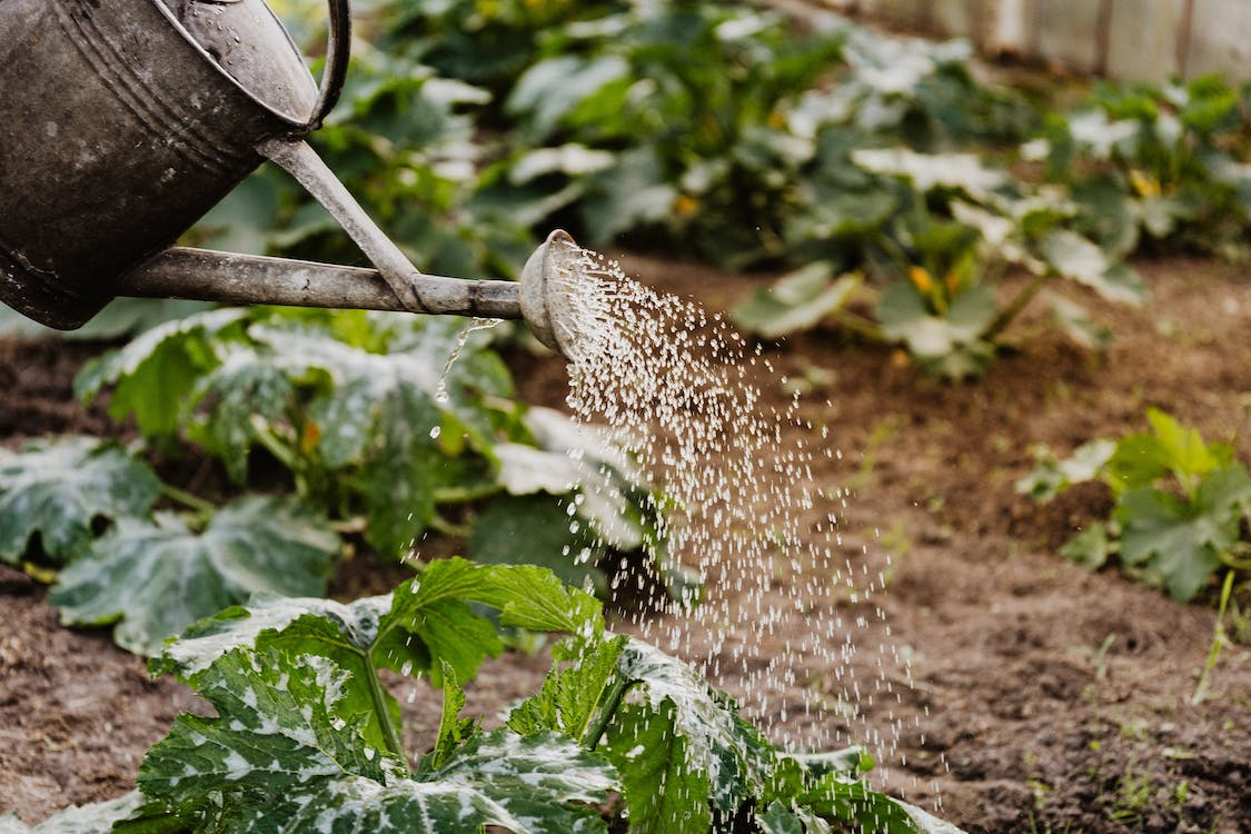 Overwatering