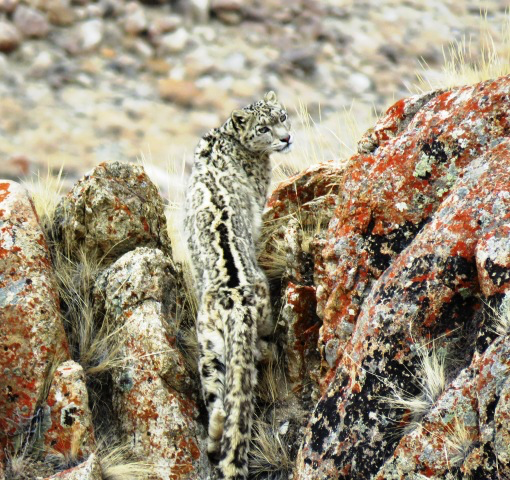 A brown spotted snow leopard blends in to spotted rocks in a sparsely vegetated outcrop.