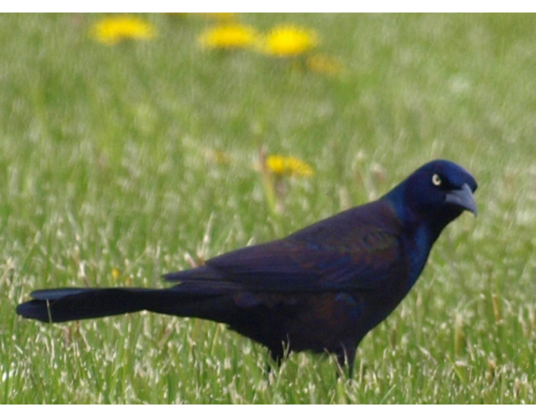 Grackle