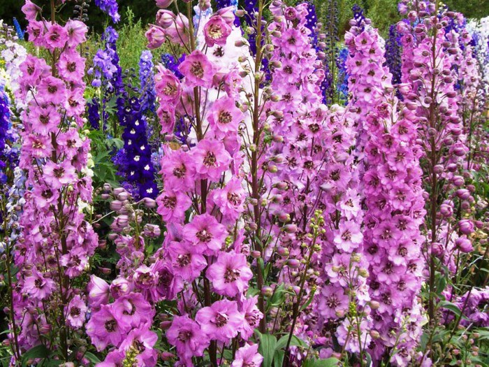 poisonous plants, life-threatening