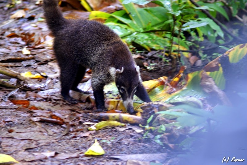 Панама и Коста-Рика, вместе с народом!