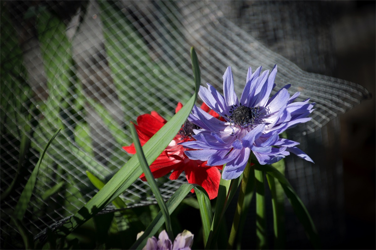Red and Blue Poppies.jpg