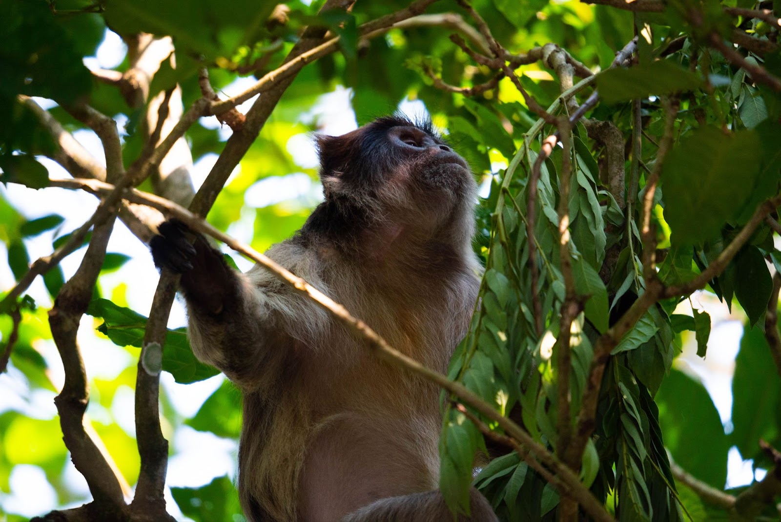 Scimmia Uganda
