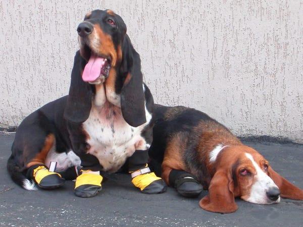 two basset hounds wearing muttluks best dog winter boots in yellow and black