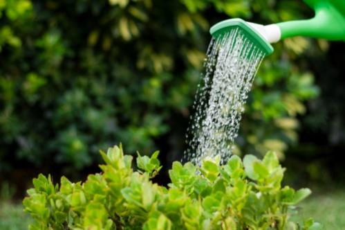 C:\Users\SONY\Desktop\гумат калия\close-up-watering-plants.jpg