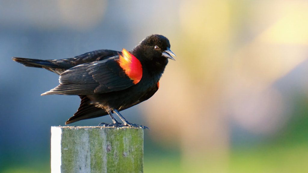 Singing while perched | A red-winged blackbird singing while… | Flickr