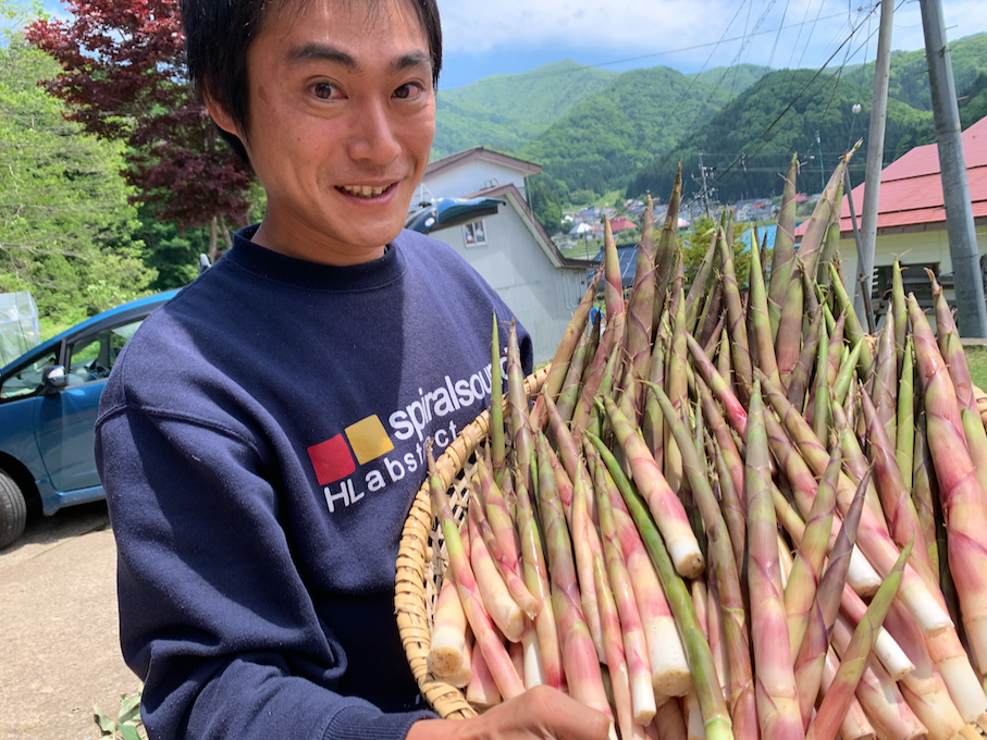 根曲がり竹採り