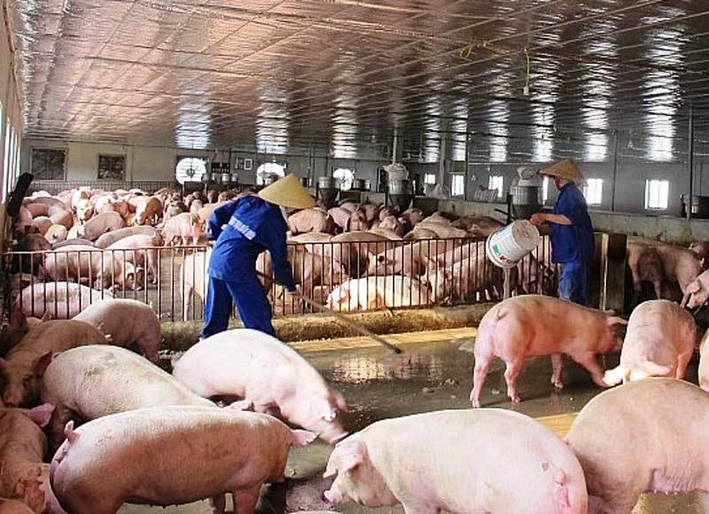 Giá lợn giảm trên diện rộng, nhưng khó kéo dài