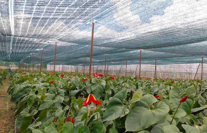 Káº¿t quáº£ hÃ¬nh áº£nh cho lÆ°á»i che náº¯ng trá»ng rau