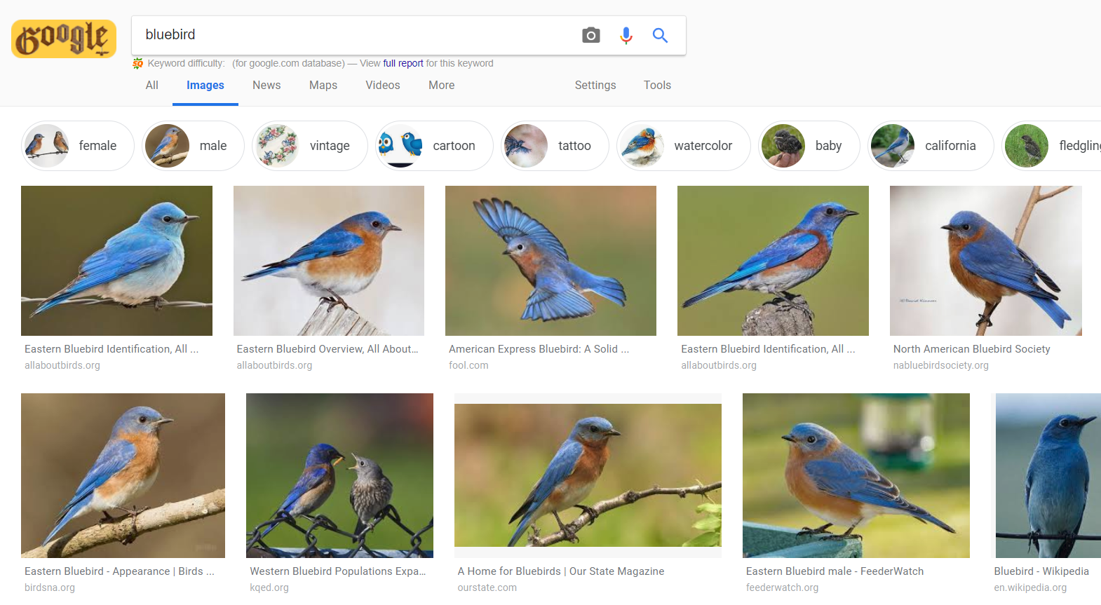 Kết quả tìm kiếm từ khóa "bluebird" trên Google Image