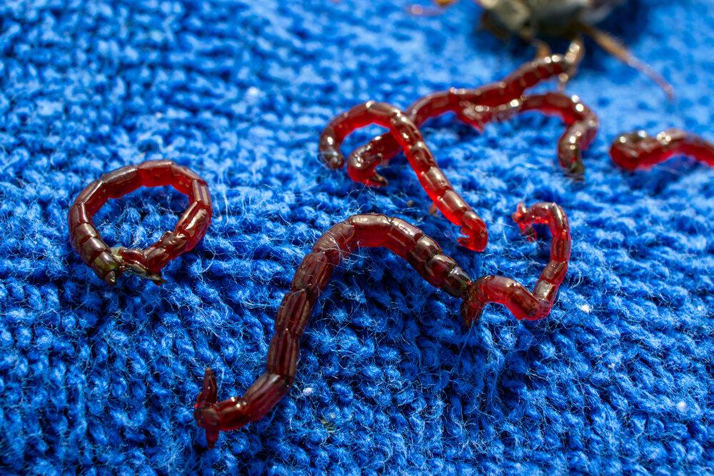 How To Get Rid Of Red Worms In Pool