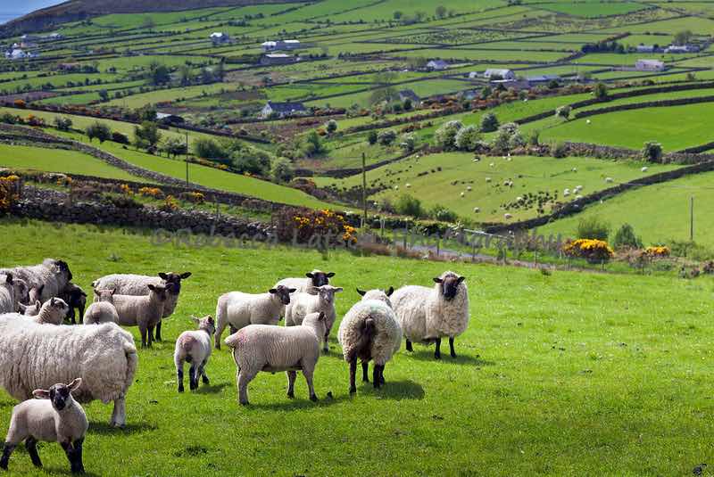 Какое хозяйство в великобритании. Овцеводство Италия Тоскана. Овцеводство Уэльс. Горно пастбищное овцеводство в Исландии. Северная Ирландия пастбища.