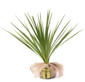http://www.crocus.co.uk/images/products2/PL/00/00/00/09/PL0000000943_card_lg.jpg