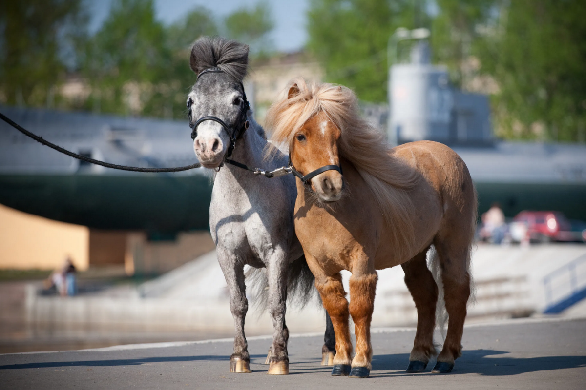Miniature Horses In Solvang