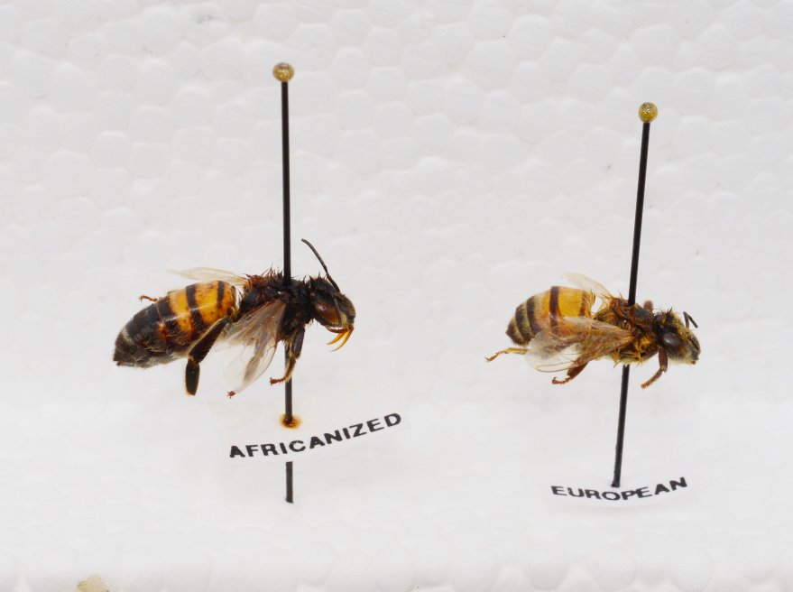 Africanized Bees Ualberta Igem