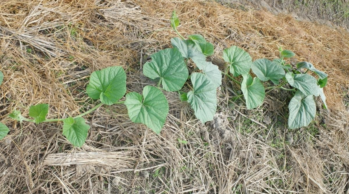 mulch the pumpkin plants
