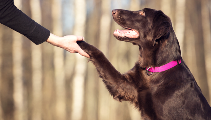 10 Ways to Give Your Dog More Mental Stimulation 