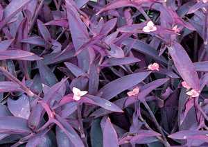 Image result for setcreasea purple queen